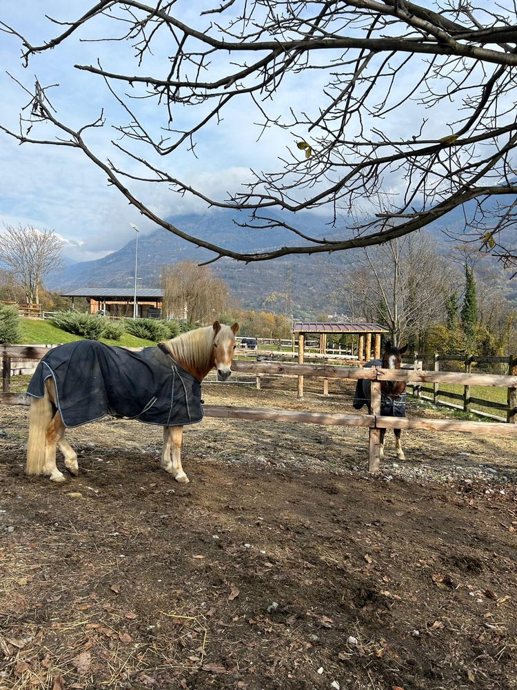 a casa di maila pensione per cavalli_11