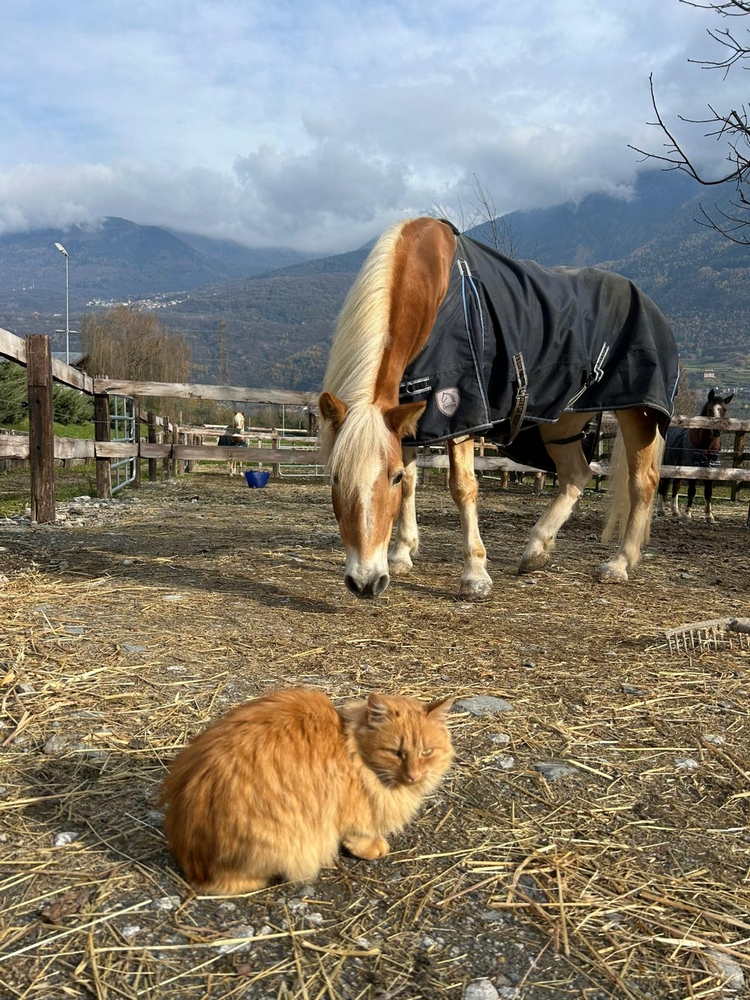 a casa di maila pensione per cavalli_12