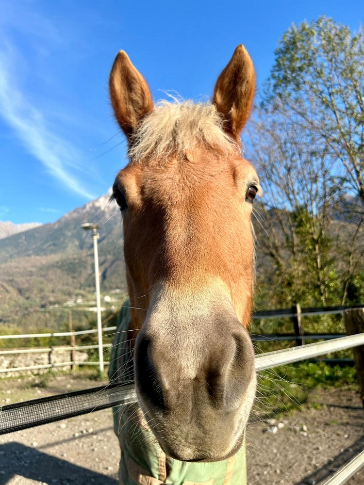 a casa di maila pensione per cavalli_9