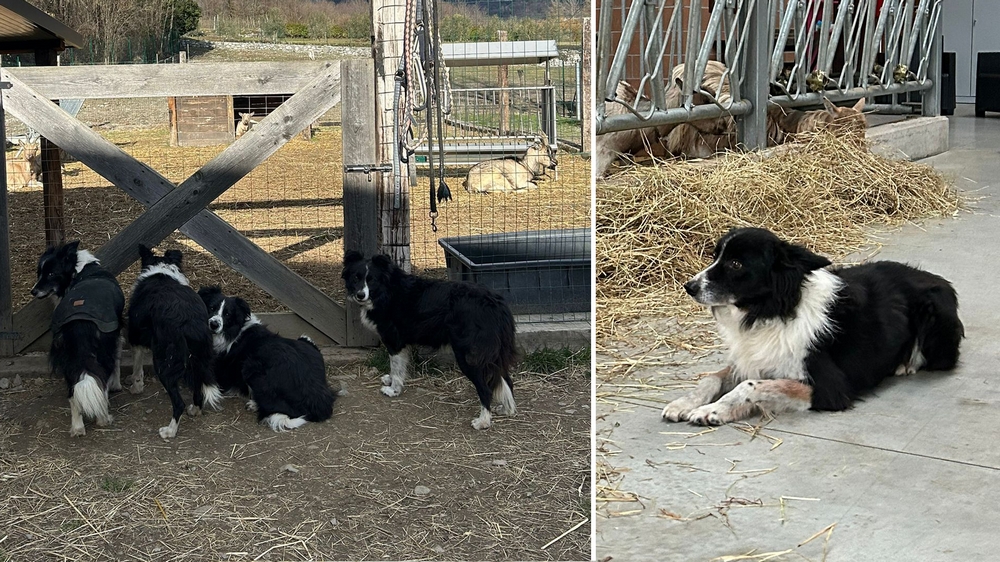 fattoria_cani_01