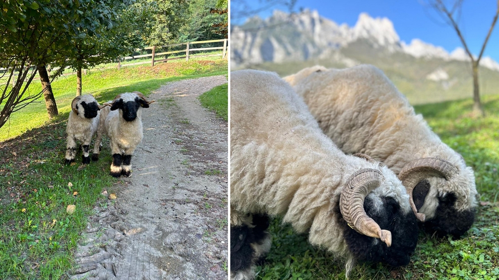 fattoria_pecore_05