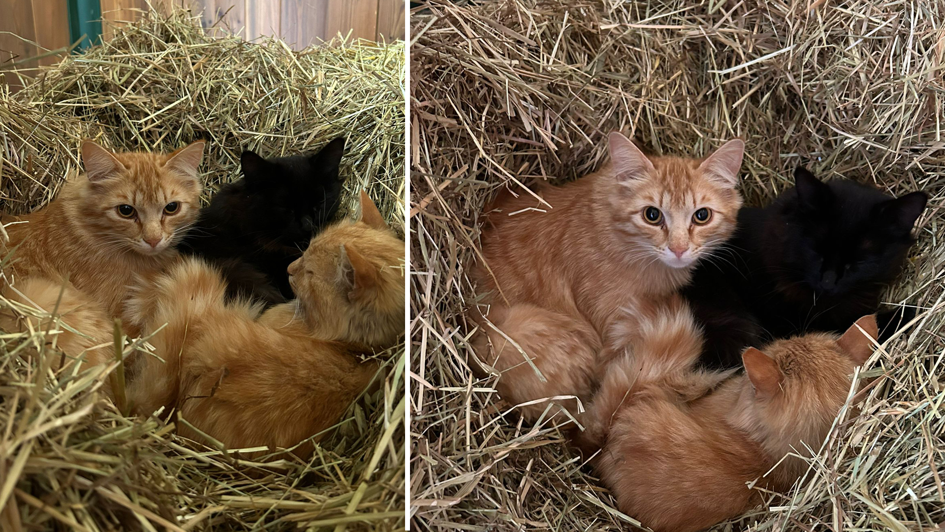 nostri_gatti_05