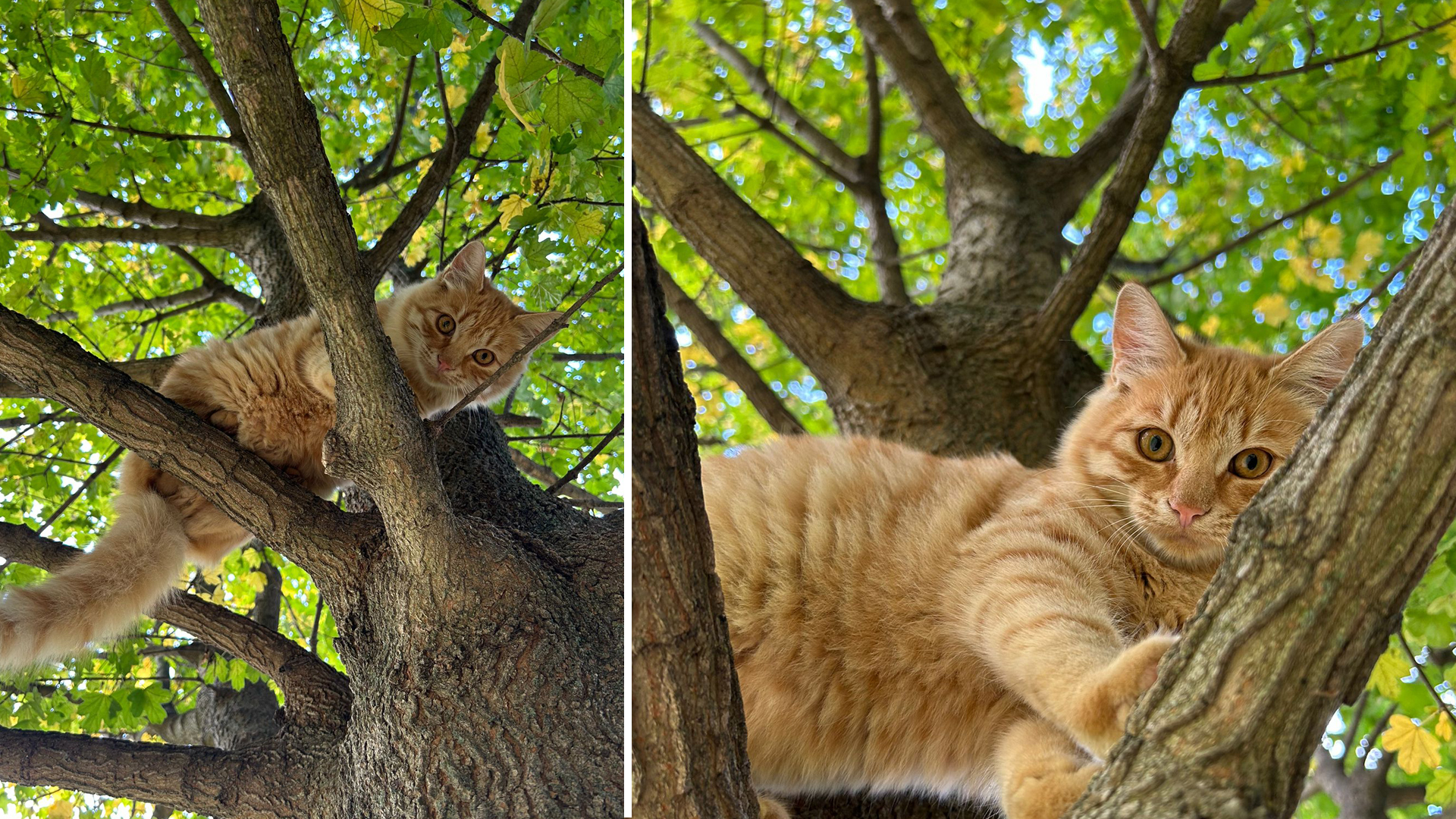 nostri_gatti_07